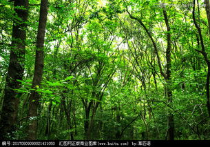 树木风景图片，树木怎么画