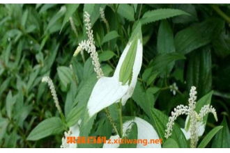 三白草根图片，三白草根的别名