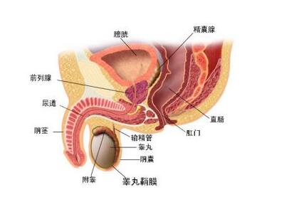 _官的结构_官的结构是什么