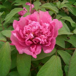 菱花和荷花是否一样