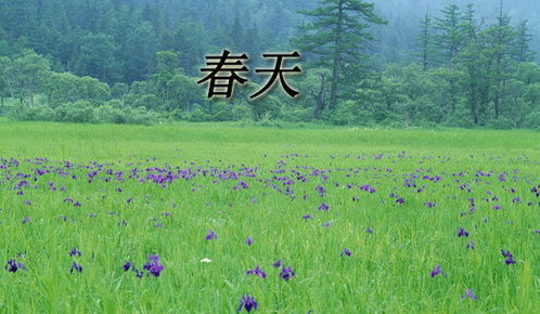 家乡的春天作文300字(通用6篇)