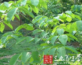 四块瓦,小血藤,见血飞,在一起泡酒怎么配?