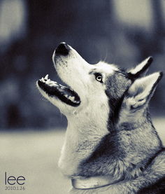 husky公司，husky adventure牛津树