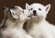 husky 是什么意思