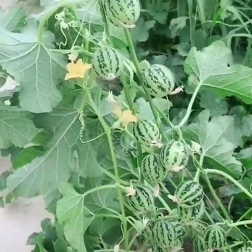 西瓜藤枯萎什么原因，西瓜藤怎样剪枝产量高