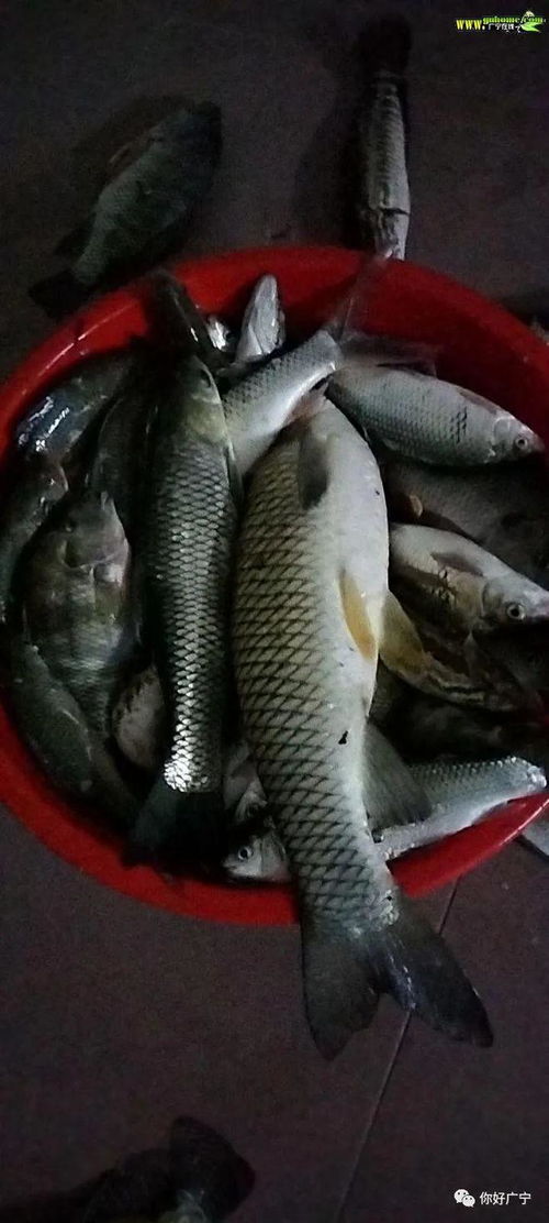 生鱼是淡水鱼还是海水鱼,生活在哪里