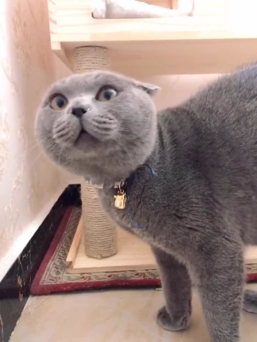 猫为什么吃老鼠