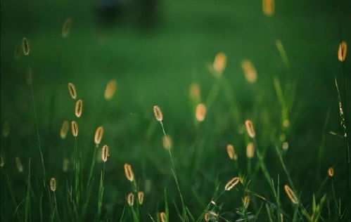 沾花惹草的意思