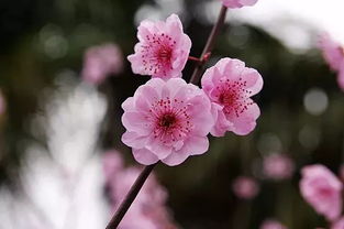 生龙活虎次第开的意思?