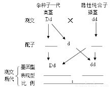 测交是什么意思跟自交区别，测交