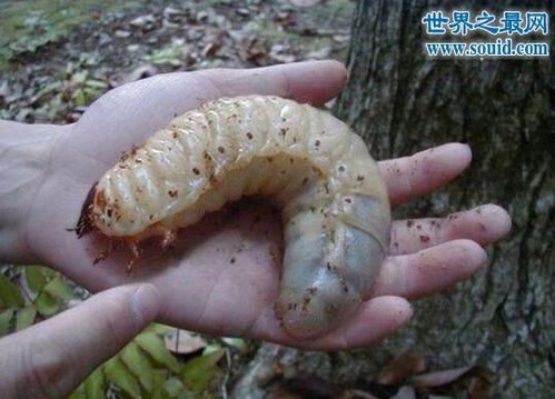 蛊虫是怎么进入人体的，蛊虫子阴阳师哪里多
