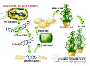 转基因是什么意思 转基因意思是什么