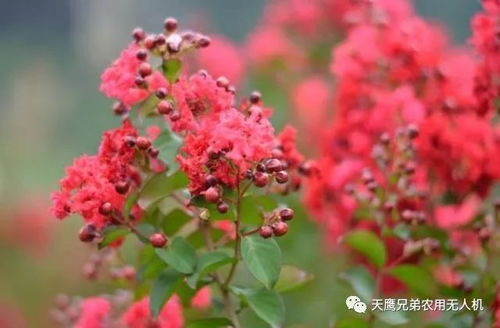 不占园中最上春什么向风偏笑艳阳人