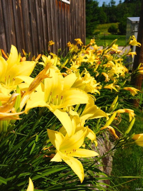 perennially，Perennial Sunflower