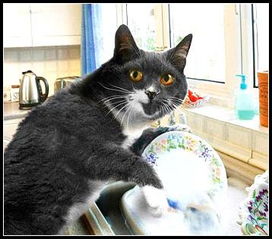 猫咪，《猫》郑振铎课文