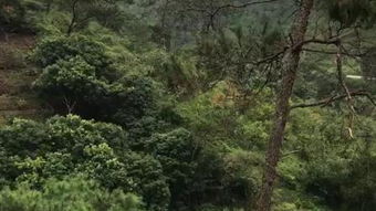 梦见找阴地的预兆