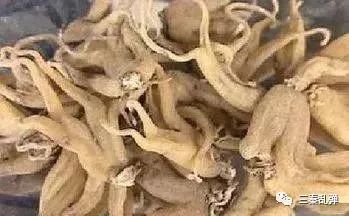 手掌参三十七味丸，手掌参的正确吃法