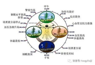 仙企鹅的生物钟是什么，十二生物钟是什么