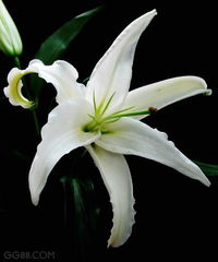 哭泣的百合花 孙悦，歌曲哭泣的百合花