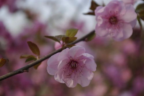 女人花哨是什么意思，花里胡哨比喻什么人