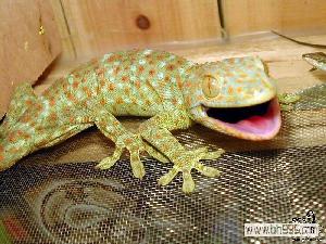 壁虎英语iguana，壁虎英语怎么说读