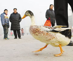 花鸭借钱可靠吗，花鸭借钱看征信吗