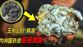 如何根据标准曲线计算样品中的伊文思蓝含量