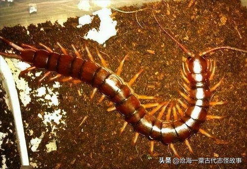 蛊虫的解释蛊虫的解释是什么