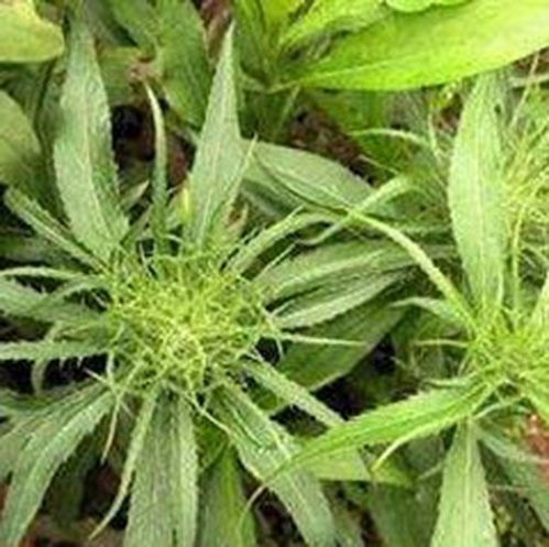 术苗画人，术苗用正方体怎么画
