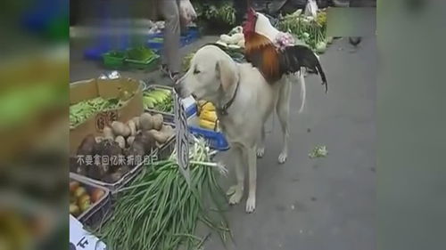 白衣苍狗是什么意思