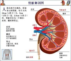 chronic怎么记忆