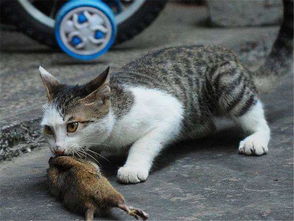 猫为什么要吃老鼠的作者是谁，猫为什么要吃老鼠用自己的话说一说