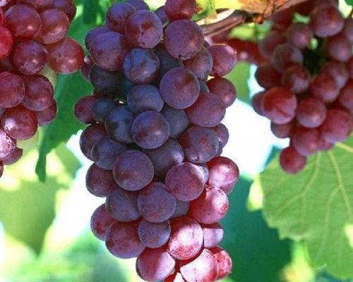 grape是什么意思怎么读音