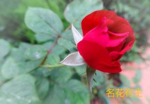 名花有主下一句怎么说，名花有主下一句怎么接