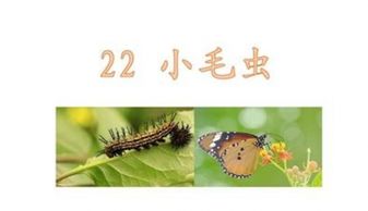 《小毛虫》是什么故事?