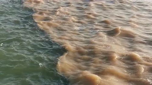 井水不犯河水的意思水打一动物，井水不犯河水的意思怎么读