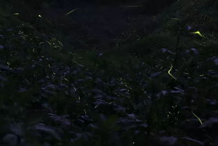 流泻是什么意思