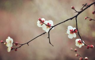 关于梅花的古诗《早梅》原文译文赏析