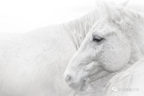 White Horse 歌词