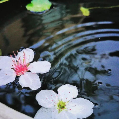刘美君的《浮花》 歌词