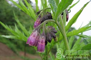 紫草的功效与作用 紫草的功效与作用禁忌