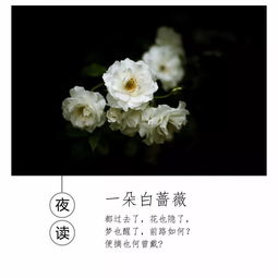 一朵白蔷薇冰心散文含义，一朵白蔷薇冰心散文读后感