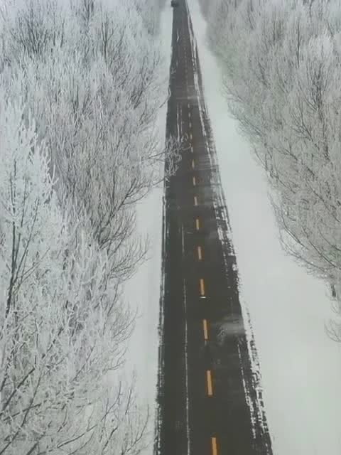 雪仗拼音