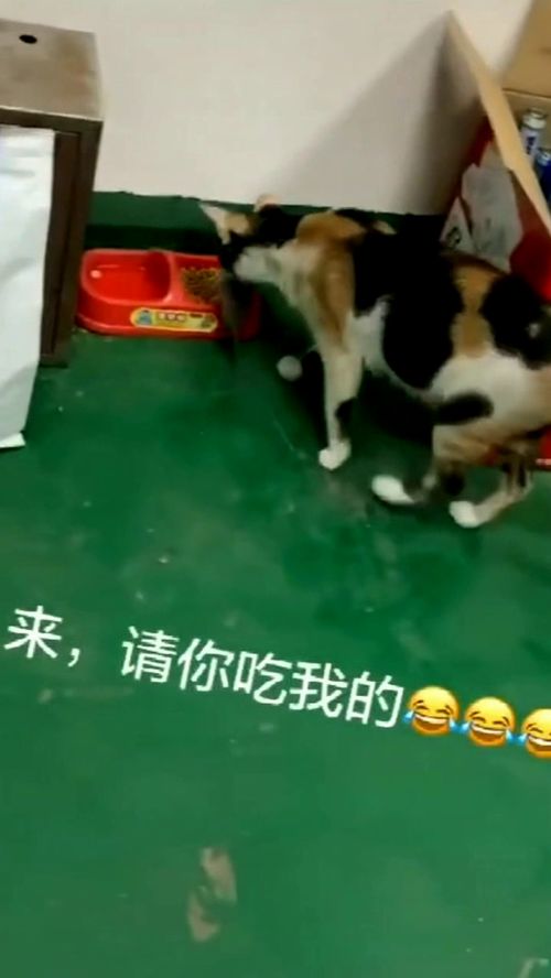 歇后语:()哭()一假慈悲,骑()看唱本一走着瞧