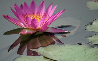 浮花的意思，浮花幽独