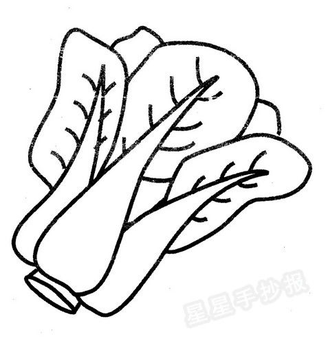 大白菜简笔画图片，大白菜简笔画彩色