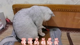 知会是什么意思?