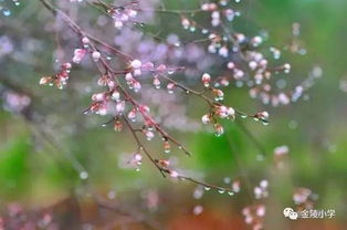 春雨像什么像什么像什么，春雨好像什么的什么比喻句