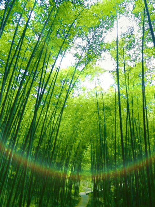葱葱郁郁是什么意思