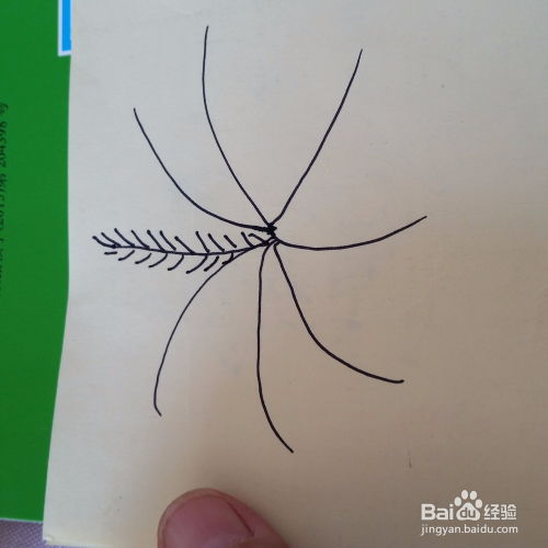 香蕉树简笔画彩色，香蕉树简笔画儿童